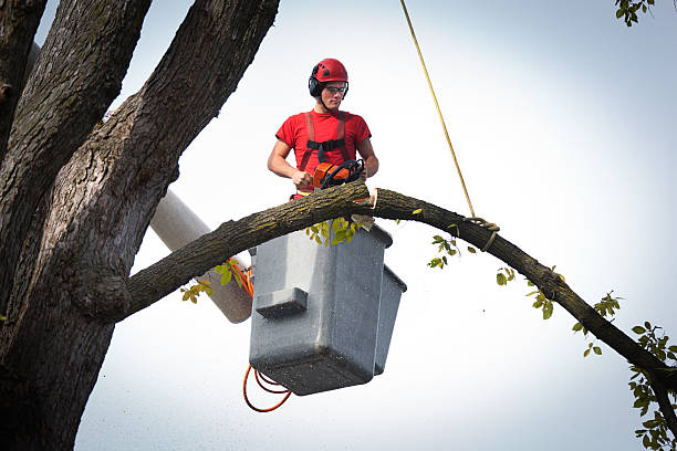 Best Tree Root Removal  in Carrollwood, FL